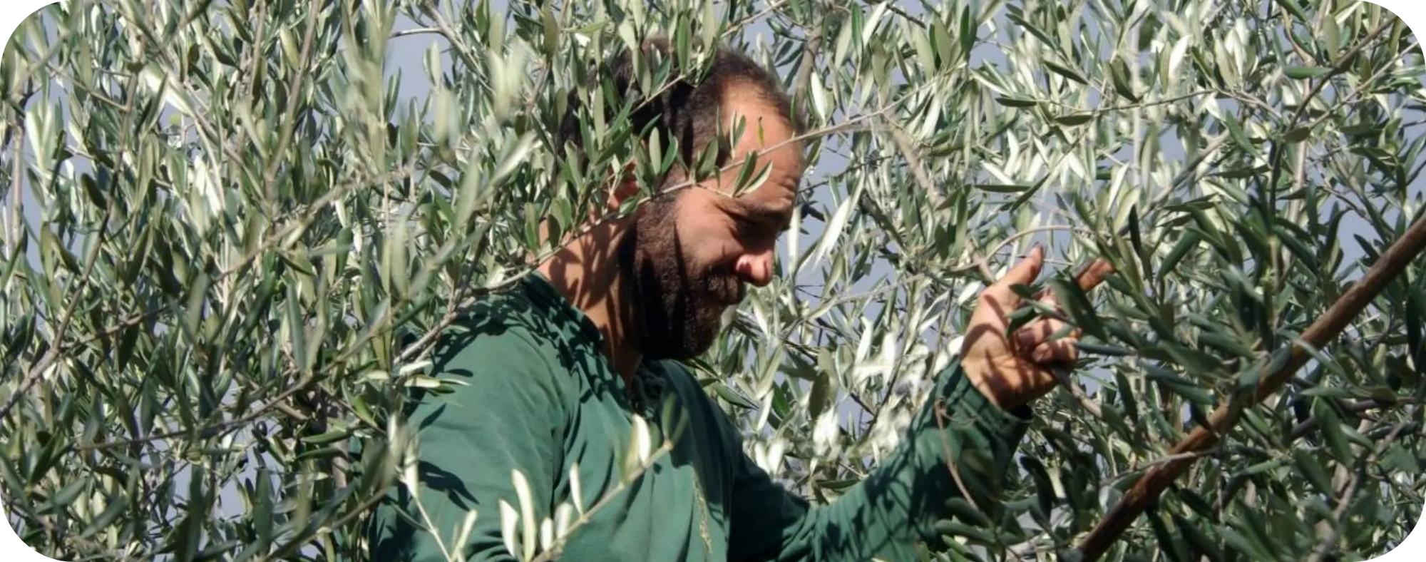 OLIVE TREES